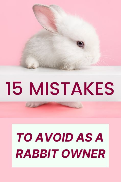 Bunny Outfits Pet, Diy Pet Rabbit Ideas, Pet Rabbit Setup, First Time Rabbit Owner, Rabbit Cage Decor, Home Made Bunny Treats, Rabbit Care Tips, How To Take Care Of A Rabbit, Rabbit Pet Care