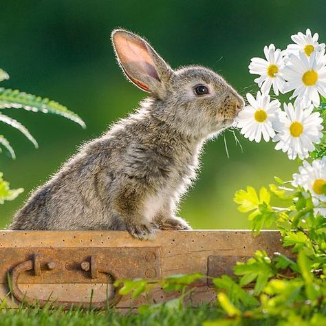 Flowers In Garden, Cutest Bunny Ever, Young Rabbit, Animal Photography Wildlife, Rabbit Pictures, Rabbit Photos, Cute Bunny Pictures, Bunny Cages, Bunny Drawing