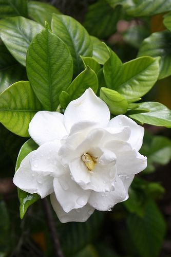 Used Coffee Grounds, Gardenia Flowers, Gardenia Plant, Pruning Fruit Trees, Uses For Coffee Grounds, Beautiful Flowers Photography, Fertilizer For Plants, Beautiful Flowers Photos, Plant Aesthetic