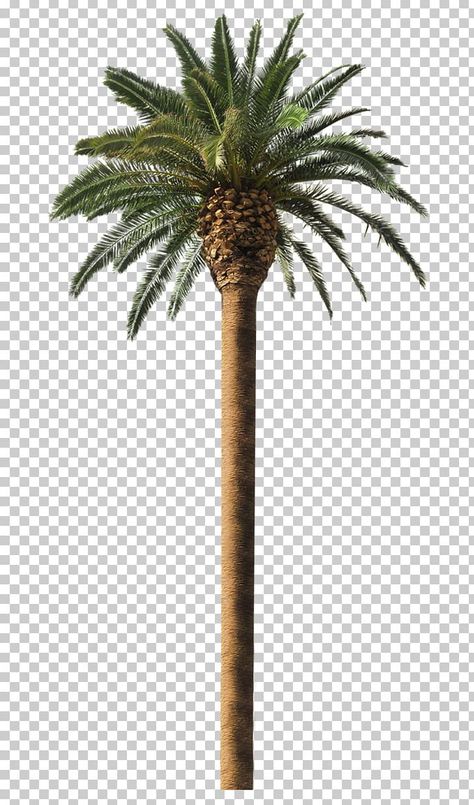 Date Palm Arecaceae Coconut Tree Frond ... Croquis, Animal Pictures For Kids, Dates Tree, Palm Tree Background, Palm Tree Png, Tree Photoshop, Paper Box Diy, Photoshop Tuts, Landscape Design Drawings