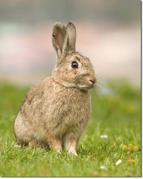 Are We Using Invasive Species? (Kyrgyzstan) Baby Bunnies, Young Rabbit, Staffordshire Terriers, Rabbit Care, National Animal, Belgium Travel, Invasive Species, Pet Rabbit