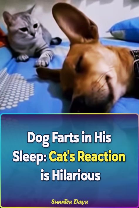 Watch the cat’s reaction when this dog farted in his sleep, it’s hysterical! The most known dog breeds that fart the most in their sleep are French Bulldogs. French Bulldogs, Christmas Sweets Recipes, Dog Farts, Dog Shaming Funny, Christmas Sweets, Cat S, Sweets Recipes, Sunny Days, French Bulldog