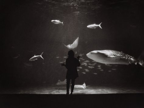 J Lambert film photography. Japan aquarium black and white medium format film photograph Film Photography Japan, Photography Japan, Film Class, Medium Format Film, Photo Arts, Japanese Photography, Black And White Photo Wall, Photo Class, 35mm Photography