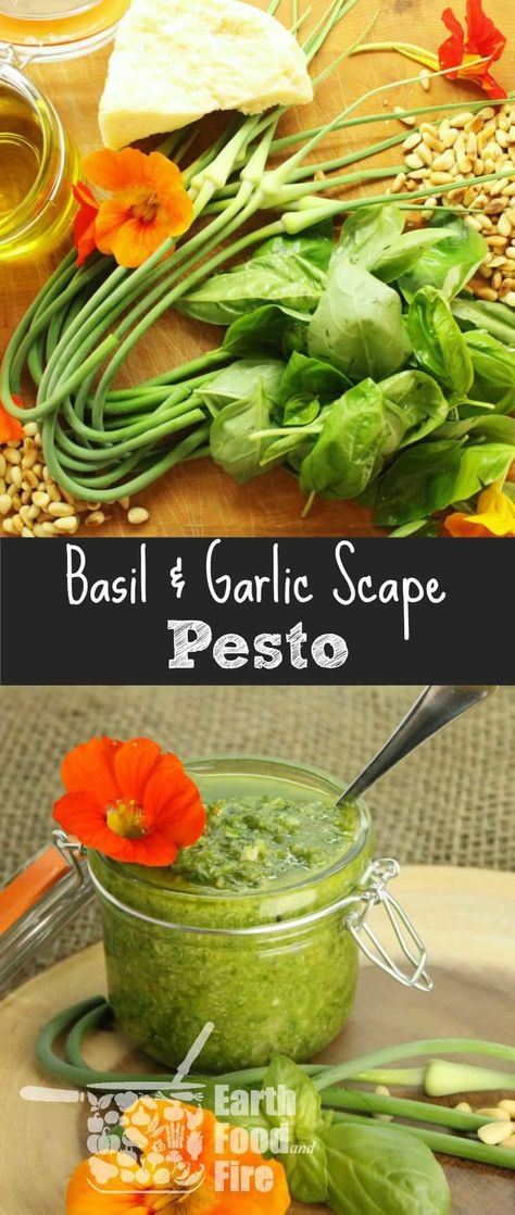 A deliciously simple to follow basil pesto recipe that uses fresh garlic scapes from the garden. Perfect for use in pasta and other dishes. #pesto #basil #garlicscapes via @earthfoodandfire Scape Pesto Recipe, Pickled Recipes, Scape Pesto, Pesto Basil, Food Sauces, Garlic Scape Pesto, Basil Pesto Recipe, Washed Sweatshirt, Basil Pesto Recipes