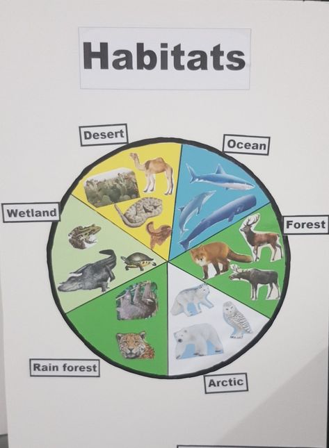 Animal Ecosystem Project, Animal Habitat Project Kindergarten, Living Things And Their Habitats Display, Animals Habitats Activities, Habitat Bulletin Board Ideas, Animal Habitat Crafts For Preschool, 1st Grade Animal Habitat Project, Habitats Projects For Kids, Animal Habitats Activities For Kids