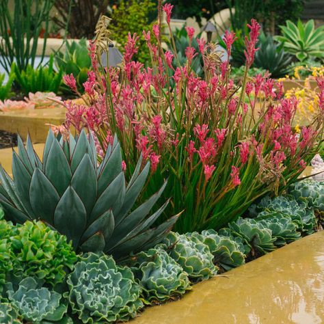 Desert Plants Landscaping, Succulent Landscape, Succulent Garden Landscape, Dessert Design, Succulent Landscape Design, Drought Tolerant Garden, Succulent Garden Design, Succulent Landscaping, Front Yard Garden Design