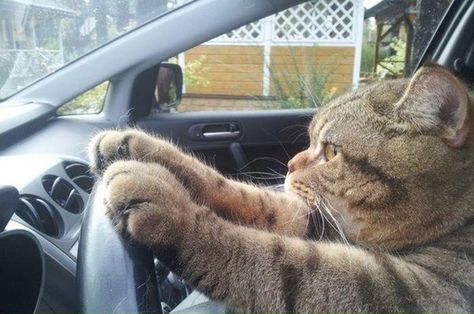 Driving Humor, Spoiled Cats, Car Cat, Silly Cats Pictures, Cat Tags, Weird Cars, Silly Animals, Dog Car, Silly Cats