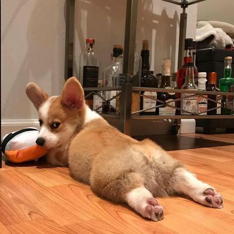 Pembroke Welsh Corgi, Baby Corgi, Cute Corgi Puppy, Corgi Pictures, Corgi Butts, Corgi Puppy, Cute Corgi, Corgi Dog, Cute Dogs And Puppies