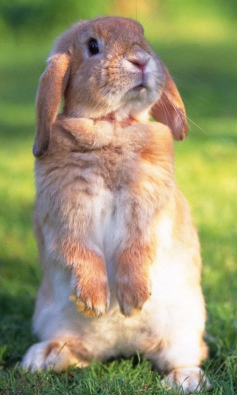 Download Wallpaper 480x800 Rabbit,  grass, Funk, Trip HTC, Samsung Galaxy S2/2, Ace 480x800 HD Background Bunny Standing, Lop Rabbit, Rabbit Wallpaper, Rabbit Pictures, Rabbit Photos, Beautiful Rabbit, Bun Bun, Long Face, Tiny Bunny