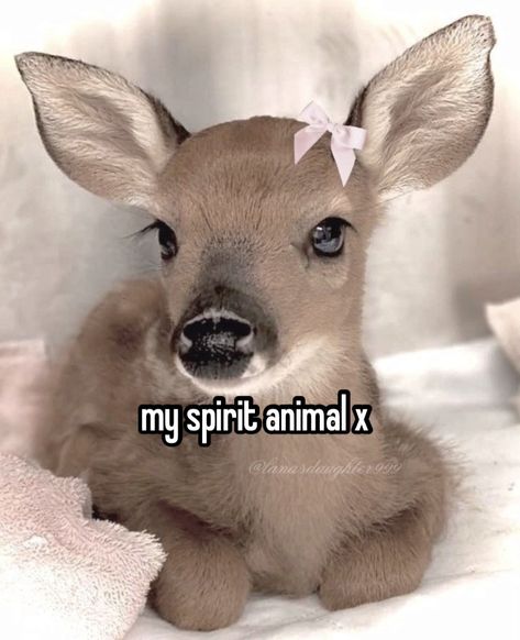 Deer Wallpaper, Fawn Deer, Deer Girl, Fallow Deer, My Spirit Animal, Minor Character, Pretty Animals, My Spirit, A Deer