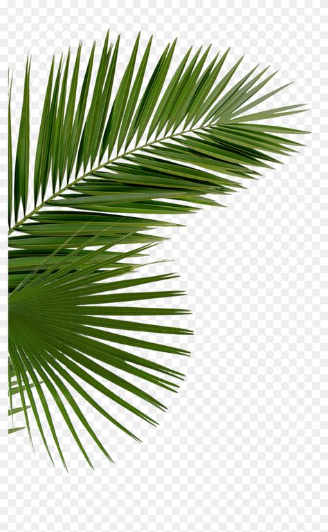 Fond Studio Photo, Palm Tree Png, Png Images For Editing, Tree Photoshop, Molduras Vintage, Leaves Png, Photo Elements, Palm Tree Leaves, Photoshop Tutorial Design