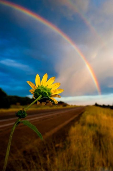 Rainbow Promise, Rainbow Pictures, Manipura Chakra, Matka Natura, God's Promise, Rainbow Sky, Drop Shadow, Love Rainbow, One Million