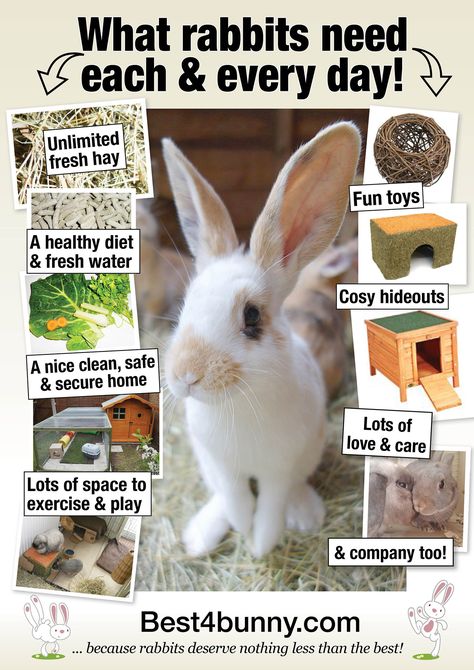 What rabbits need every day! It's not that much, but it's more than most people think. Bunny Care Tips, Pet Rabbit Care, Rabbit Farm, Bunny Room, Pet Bunny Rabbits, Raising Rabbits, Indoor Rabbit, Rabbit Cages, Bunny Care