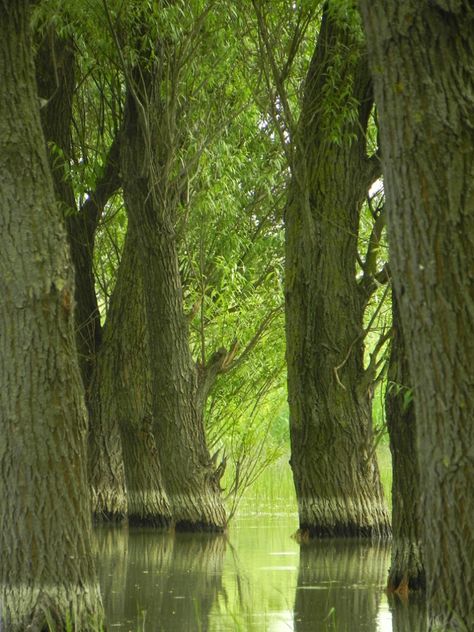 Danube Delta Romania Black Sea eastern Europe Letea forest Nature, Romanian Landscape, Danube Delta, Forest Wildlife, Danube River Cruise, Visit Romania, Romania Travel, River Delta, Danube River