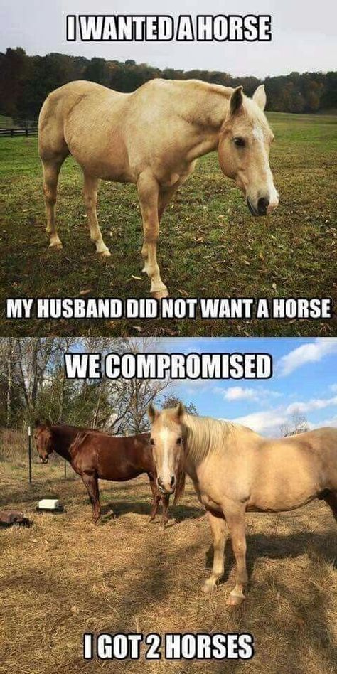 Equestrian Memes, Horses Funny, Funny Horse Memes, Horse Meme, Horse Quotes Funny, Horse Jokes, 2 Horses, Funny Horse Pictures, Horse Riding Quotes