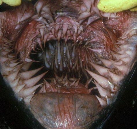 18 Scary Nature Pictures That Made You Say NOPE Nature, Reptiles And Amphibians, Animal Mouth, Leatherback Turtle, Nightmare Fuel, Image Meme, Scary Animals, Creepy Pictures, Weird Pictures