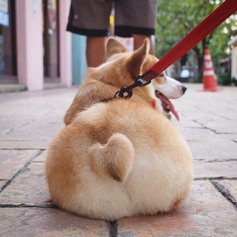 haha,are you a corgi lover?Look,the tail is so cute! #corgis #petslover #petsworld #puppy #lovefun Velcí Psi, Corgi Pictures, Corgi Funny, Corgi Butts, Corgi Puppy, Cute Corgi, Puppies Funny, Corgi Dog, Happy Dogs