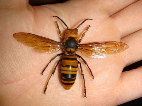 Hornet, Japanese Hornet, Japanese Giant Hornet, Grouchy Ladybug, Honey Bee Tattoo, Aesthetic Health, Tattoo Health, Wasp Nest, Bee Drawing