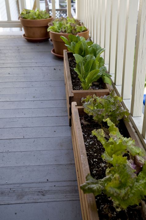 Balcony Garden, Diy Balcony, Growing Lettuce, Balcony Plants, Starting A Garden, Plant Seeds, Small Space Gardening, Food Garden, Growing Food