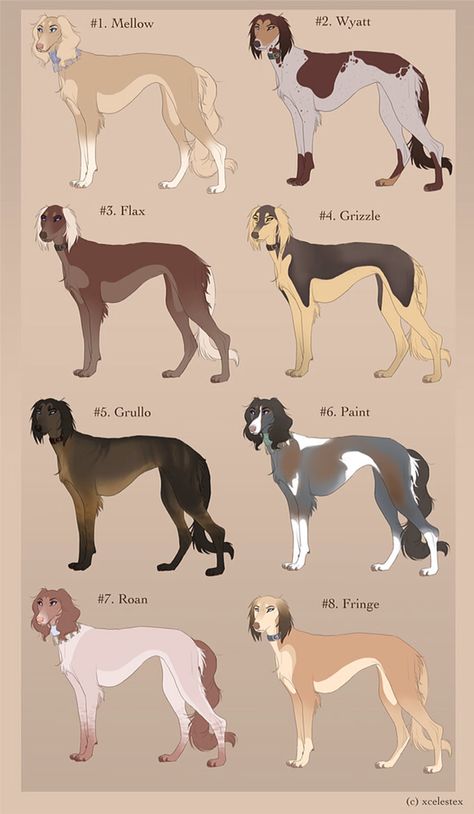 Dog fact of the week: The first domestic dog was likely bred in Ancient Egypt and is the direct ancestor of the Saluki. Big Dogs, Saluki Drawing, Saluki Puppy, Saluki Dogs, Rasy Koni, Canine Art, Dog Facts, Whippet, Beautiful Dogs