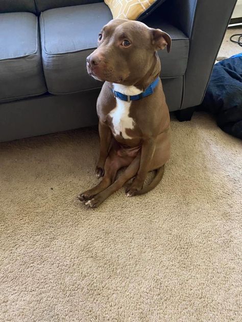 12 Dogs Who Can't Figure Out How To Sit Correctly – InspireMore Puppy Snuggles, Funny Dog Photos, Silly Dogs, Silly Animals, Dog Sitting, Dog Memes, Dog Photos, 귀여운 동물, Little Dogs