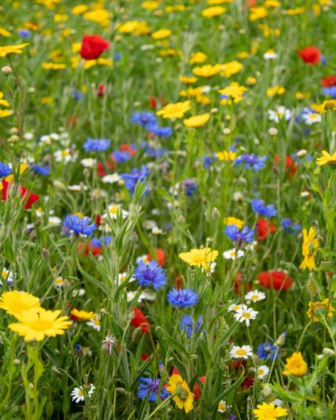 A Complete Guide to Transforming Your Lawn into a Wildflower Meadow Lawn To Meadow, Wildflower Lawn, Colorado Wildflowers, Beautiful Field, Yucca Plant, Wild Flower Meadow, Improve Fertility, Garden Posts, Wildflower Meadow