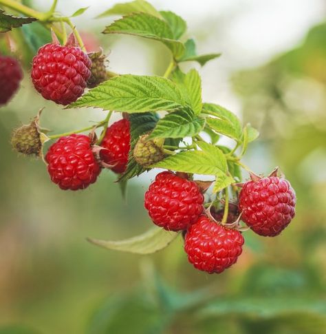 Fruit Garden, Strawberry Seeds, Plants Under Trees, Types Of Berries, Raspberry Plants, Strawberry Seed, Wild Strawberry, Wild Strawberries, Fruit Plants