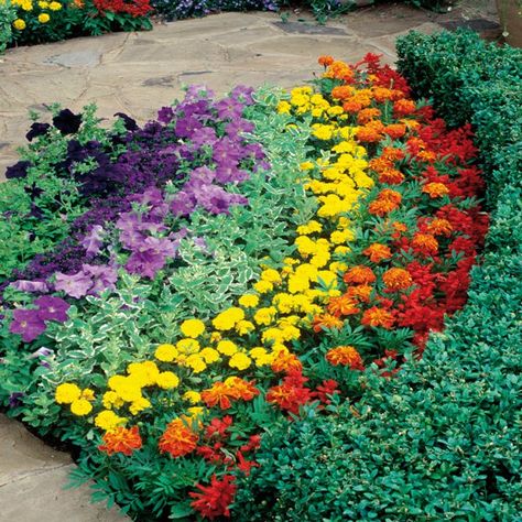 Fabulous Front Garden Colorful Front Landscaping, Rainbow Garden Ideas, Rainbow Flower Garden, Rainbow Bedding, Rainbow Garden, Front Yard Garden Design, School Garden, Beautiful Flowers Garden, Seasonal Garden