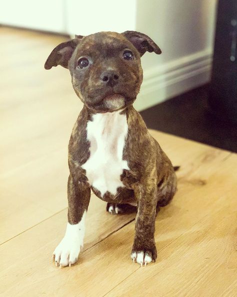 14 Facts About Staffordshire Bull Terriers Staffordshire Bull Terrier, English Staffordshire Bull Terrier, Staffordshire Bull Terrier Puppies, Bull Terrier Tattoo, Staffordshire Bull Terriers, Bull Terrier Art, Staffy Dog, English Dogs, Dog Pitbull