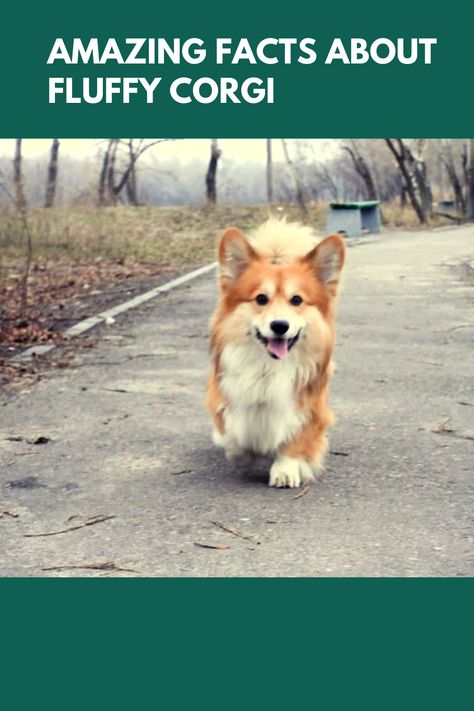 amazing facts about fluffy corgies that you should know...This in-depth article discusses everything you need to know about fluffy corgies. Fluffy Dog Breeds, Corgi Breeds, Corgi Facts, Fluffy Corgi, Rare Dogs, Cavalier King Charles Dog, King Charles Dog, Group Of Dogs, Fluffy Coat