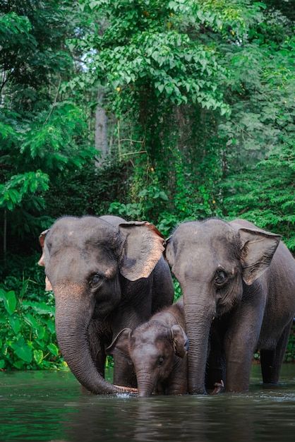 Elephants In Water, Elephant Photos Photography, Cool Animal Photos, Thai Elephant Art, Wild Animals Photography Wildlife Nature, Animals Wild Amazing Photos, Elephants Aesthetic, Animals In Water, Elephant In Jungle