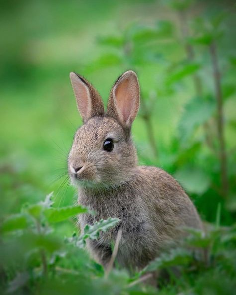 Rabbits, Wild Rabbits, Wild Bunny, Young Rabbit, Woodland Bunny, Green Rabbit, Wild Rabbit, Countryside Landscape, Tatto Design