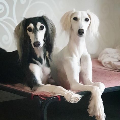 Bedlington Whippet, Saluki Dogs, Most Beautiful Dog Breeds, Beautiful Dog Breeds, Disabled Dog, Canine Art, Cute Dog Pictures, Pretty Animals, Pet Hacks