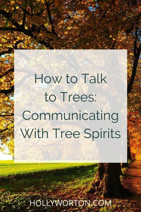 How To Talk To Trees, Talking To Trees, How To Talk To Spirit Guides, How To Communicate With Spirits, How To Talk To Spirits, Tree Spirit Art, Land Spirits, Talk To Trees, Tree Energy