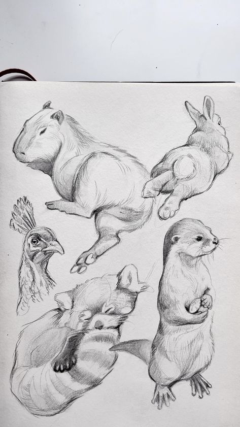 Traditional Sketches, Sketchbook Spread, Animal Studies, Animal Illustration Art, Animal Drawings Sketches, Animal Doodles, Animal Study, Queer Art, Arte Sketchbook