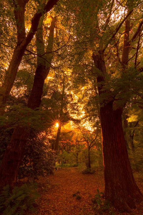 Nature, Shinjuku Gyoen, Shinjuku Gyoen National Garden, Autumn Witch, Autumn Magic, Cozy Autumn, Autumn Night, Autumn Days, Beautiful Earth