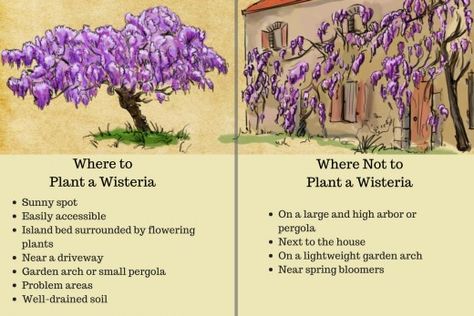 Choosing a location for your wisteria is one of the most important decisions since the plant's ability to flower and be controlled depends on this factor. Wisteria Plant How To Grow, Wisteria Front Of House, Growing Wisteria In A Pot, Where To Plant Wisteria, How To Grow Wisteria, How To Propagate Wisteria, Wisteria On House, Wisteria Ideas, Wisteria Pruning