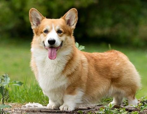 Corgi Dog Breed, Corgi Husky, Corgi Facts, Cute Corgi Puppy, Pembroke Welsh Corgi Puppies, Corgi Pictures, Welsh Corgi Puppies, Corgi Mix, Corgi Pembroke