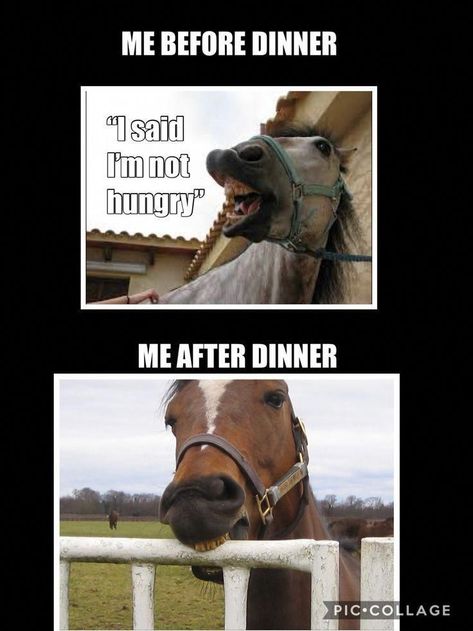 Equestrian Funny, Equestrian Memes, Horses Funny, Funny Horse Memes, Horse Meme, Horse Memes, Horse Quotes Funny, Horse Jokes, Funny Horse Videos