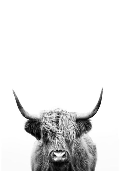 Highland Cow Print Black and White Home Decor Wall Art | Etsy Highland Cow Phone Wallpaper, Highland Cow Art Prints, Wallpaper Backgrounds Cow Print, Highland Cow Wallpaper Iphone, Highland Cow Painting Easy, Hyland Cows, Highland Cow Background, Highland Cow Wallpaper, Highland Cow Black And White