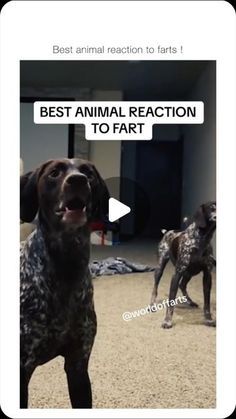 Humour, Just Funny Stuff Hilarious, Dogs Farting Videos, Dog Farts Humor, Funny Dogs Videos Hilarious, Funny Dog Videos Hilarious Laughing, Funny Pets Videos, Funny Animal Pictures Hilarious, Funny Fart Videos