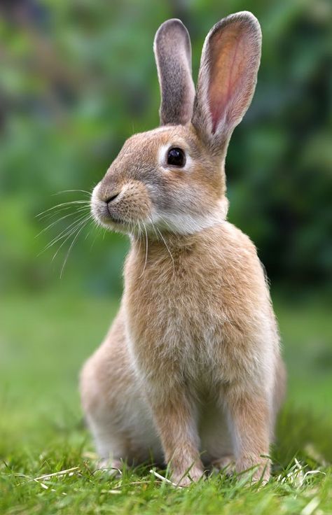 Baby Bunnies, السلسلة الغذائية, Raising Rabbits, Rabbit Pictures, Haiwan Peliharaan, Animal Photo, 귀여운 동물, Animals Friends