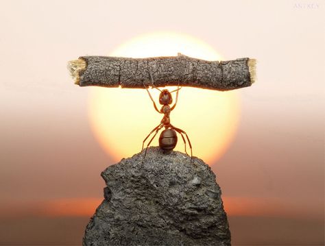 Ant Strength. See More Perfectly Timed Pics @ http://www.buzzfeed.com/htconex/11-perfectly-timed-photos-you-dont-want-to-miss-78cv Macro Photography, Perfectly Timed Photos, Macro Fotografia, Foto Macro, Foto Art, Abraham Hicks, Foto Inspiration, Fantasy World, Belle Photo