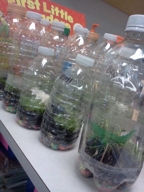 Rainforest Habitat Preschool, Rainforest Ks2 Activities, Rainforest Activities Preschool Science Experiments, Rainforest In A Bottle, Biome Activities Preschool, Rainforest Math Preschool, Rainforest In A Jar, Rainforest Steam Activities, Rainforest Eyfs Activities