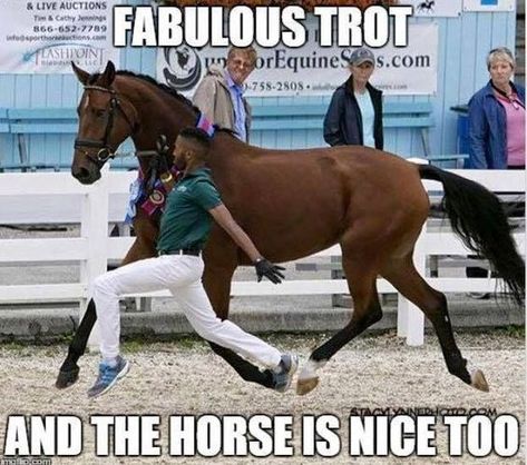 15 Hilarious Horse Memes That Will Make You Laugh All Day - I Can Has Cheezburger? Equestrian Memes, Funny Horse Memes, Horse Meme, Horse Memes, Horse Quotes Funny, Horse Jokes, Funny Horse Pictures, Horse Riding Quotes, Funny Horses