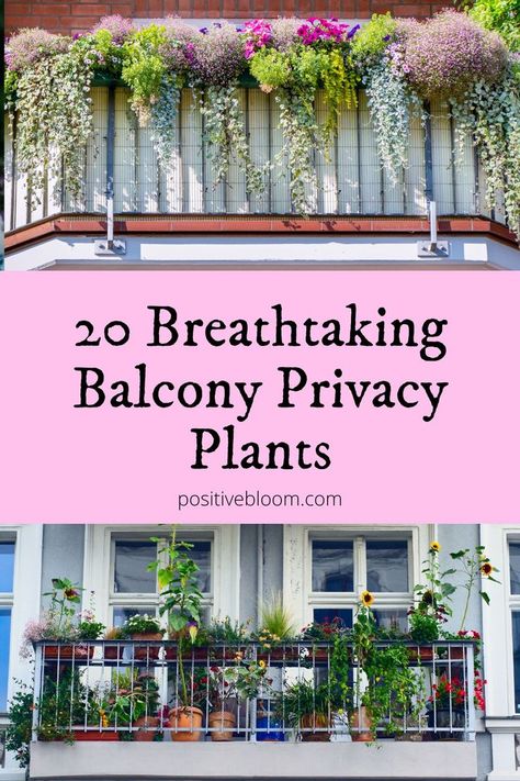 Check out these twenty balcony privacy plants, learn more about their basic requirements, and find out how to choose the best one for your terrace. Balcony Privacy Plants, Small Terrace Garden, Terrace Garden Ideas, Roof Garden Design, French Balcony, Balcony Privacy, Privacy Plants, Natural Fence, Small Balcony Garden