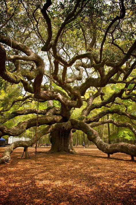 https://flic.kr/p/4Ep9PP | Angel Oak Tree 2 Giant Oak Tree, Oak Tree Drawing Sketch, Oak Tree Aesthetic, Beautiful Tree Photography, Southern Live Oak Tree, Cool Trees, Eden Tree, Angel Oak Tree, Large Oak Tree