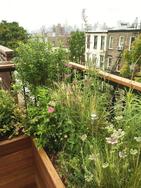 Urban Terrace Design, Nyc Rooftop Garden, Green Balcony, Green Terrace, Apartment Balcony Garden, Nyc Rooftop, Small Balcony Garden, Home Balcony, Balcony Plants