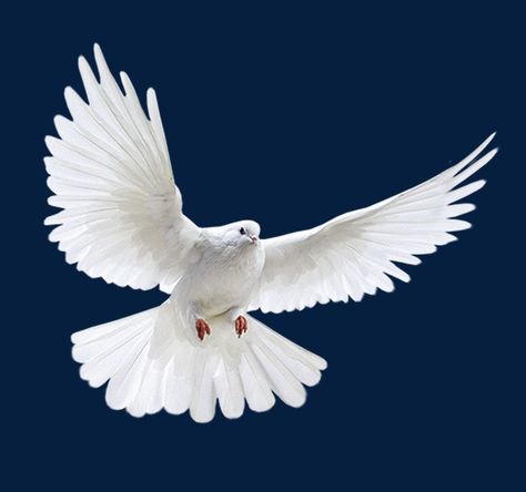 Puppy Activities, Dove Png, Vogel Gif, Bluebird Watercolor, Holly Spirit, Flying Pigeon, Dove Flying, Dove Images, Holy Spirit Dove