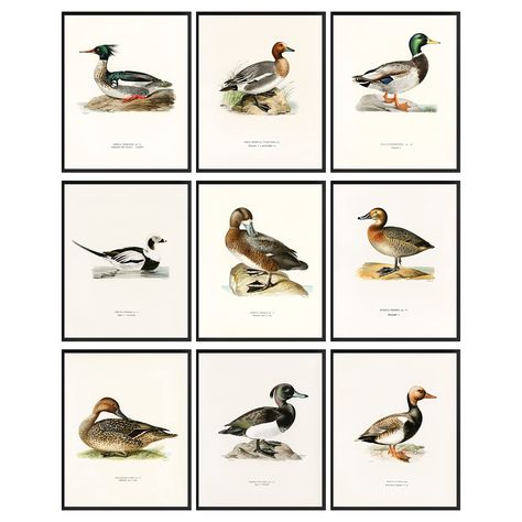 PRICES MAY VARY. MALLARD DECOR: Add a pop of color and whimsy to your room with this Duck wall decor. The vibrant hues and intricate details will sure to create a striking visual appeal for your space DUCK WALL ART: Create a playful and imaginative space for your room with our duck poster. The bright colors and whimsical duck prints wall art can serve as a source of creative and positive energy. Perfect antique duck home decorations for bathroom, bedroom, duck nursery decor, etc SET INCLUDES: Yo Hunting Baby Nursery, Hunting Theme Nursery, Duck Decorations, Waterfowl Art, Hunting Nursery, Hunting Painting, Duck Nursery, Knowledge Poster, Pictures Wall Decor